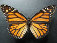Adult Female Upper of Monarch - Danaus plexippus